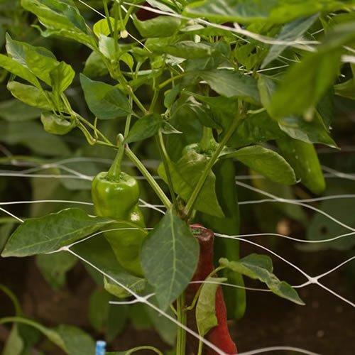 White Extruded Garden Netting