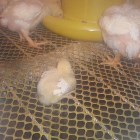  Yellow diamond plastic flat netting for chicken